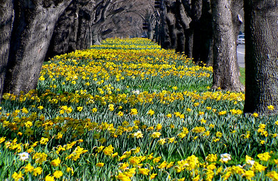 Springtime daffodils